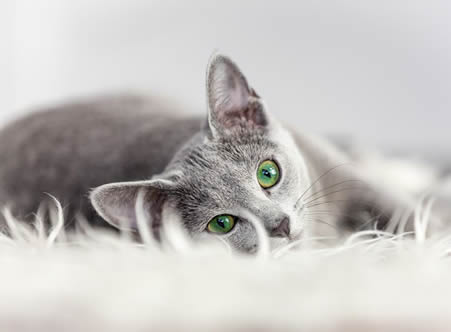 Pet Friendly Apartments in Ogden
