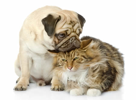 Pet Friendly Apartments in Ogden
