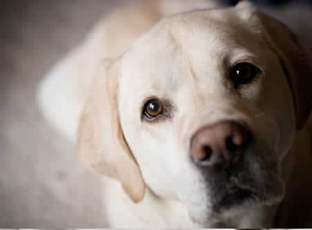 Pet Friendly Apartments in Ogden